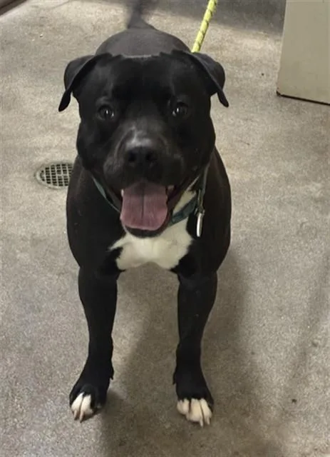An adult medium-sized male Pit Bull Terrier dog named Percy for adoption in Upper Marlboro, MD
