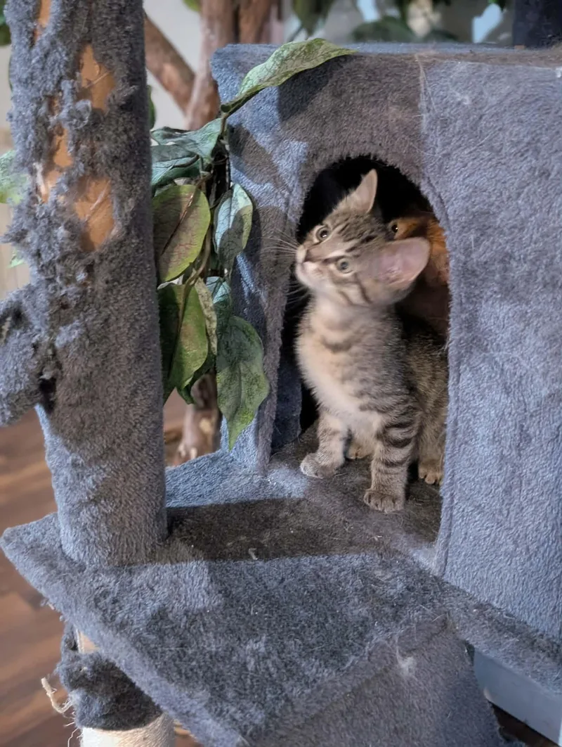 A baby small-sized male Domestic Long Hair cat named Figaro for adoption in Mexico, MO