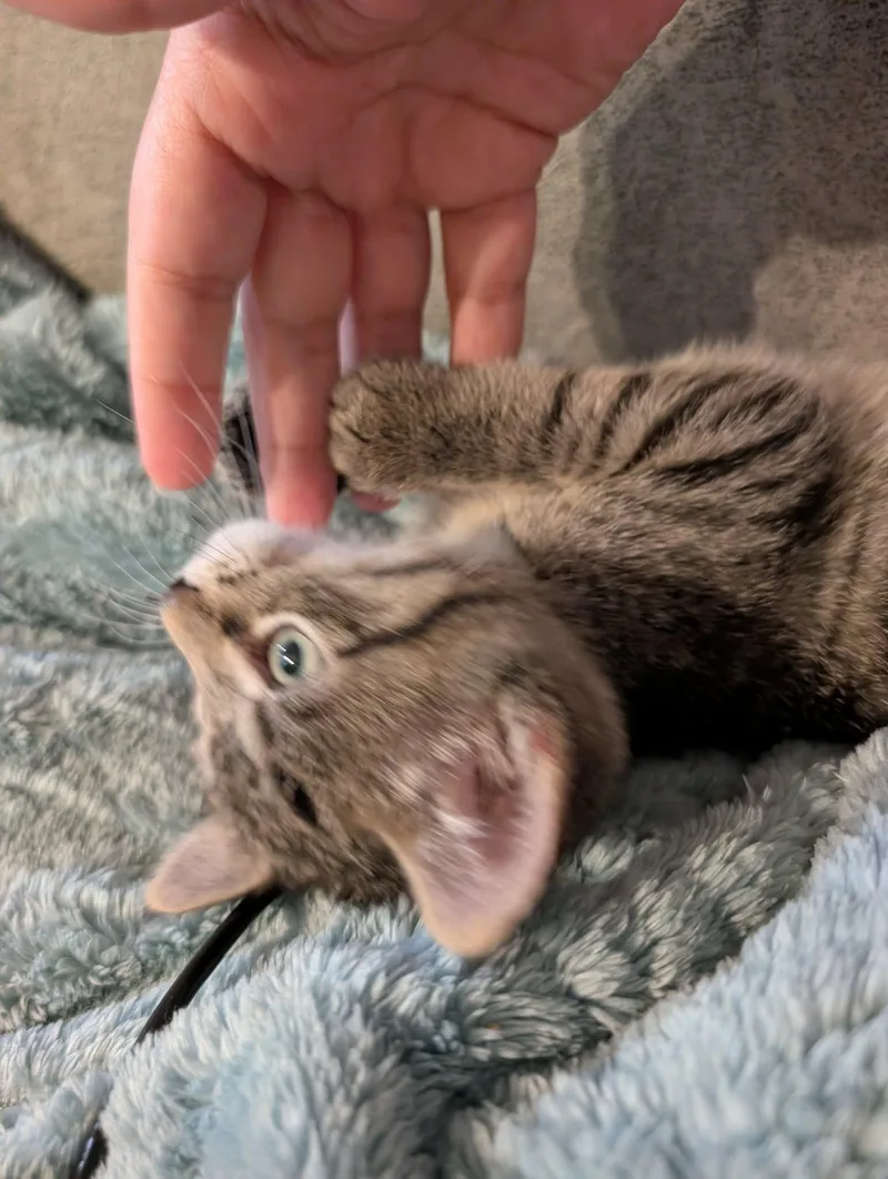 Figaro thumbnail 2
