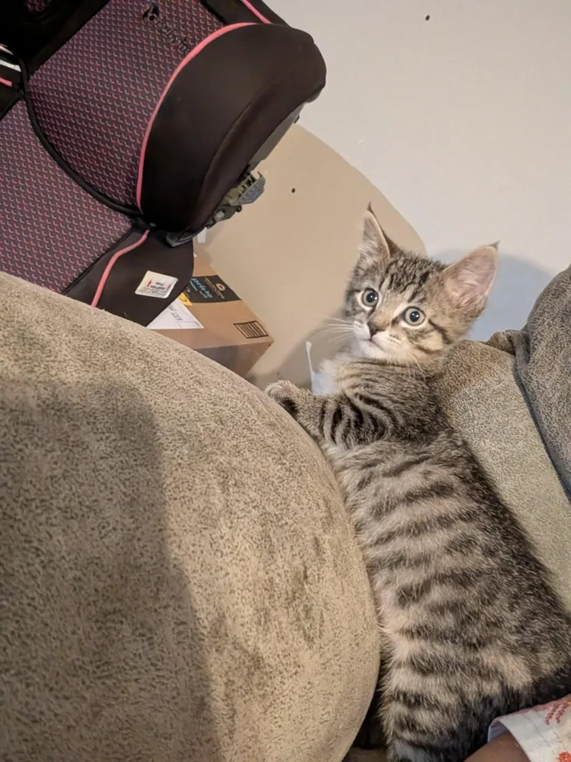 Figaro thumbnail 3