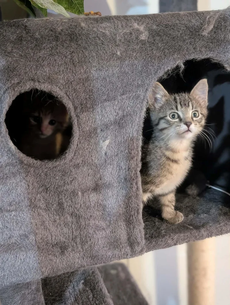 Figaro thumbnail 4