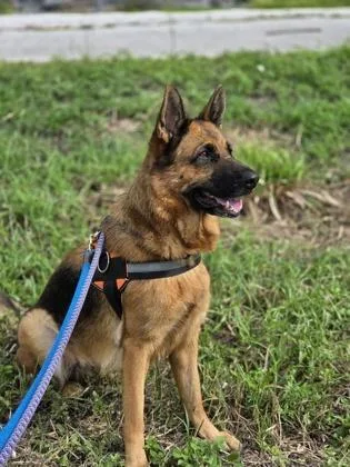 A senior medium-sized female Golden German Shepherd Dog named Milady for adoption in Key West, FL