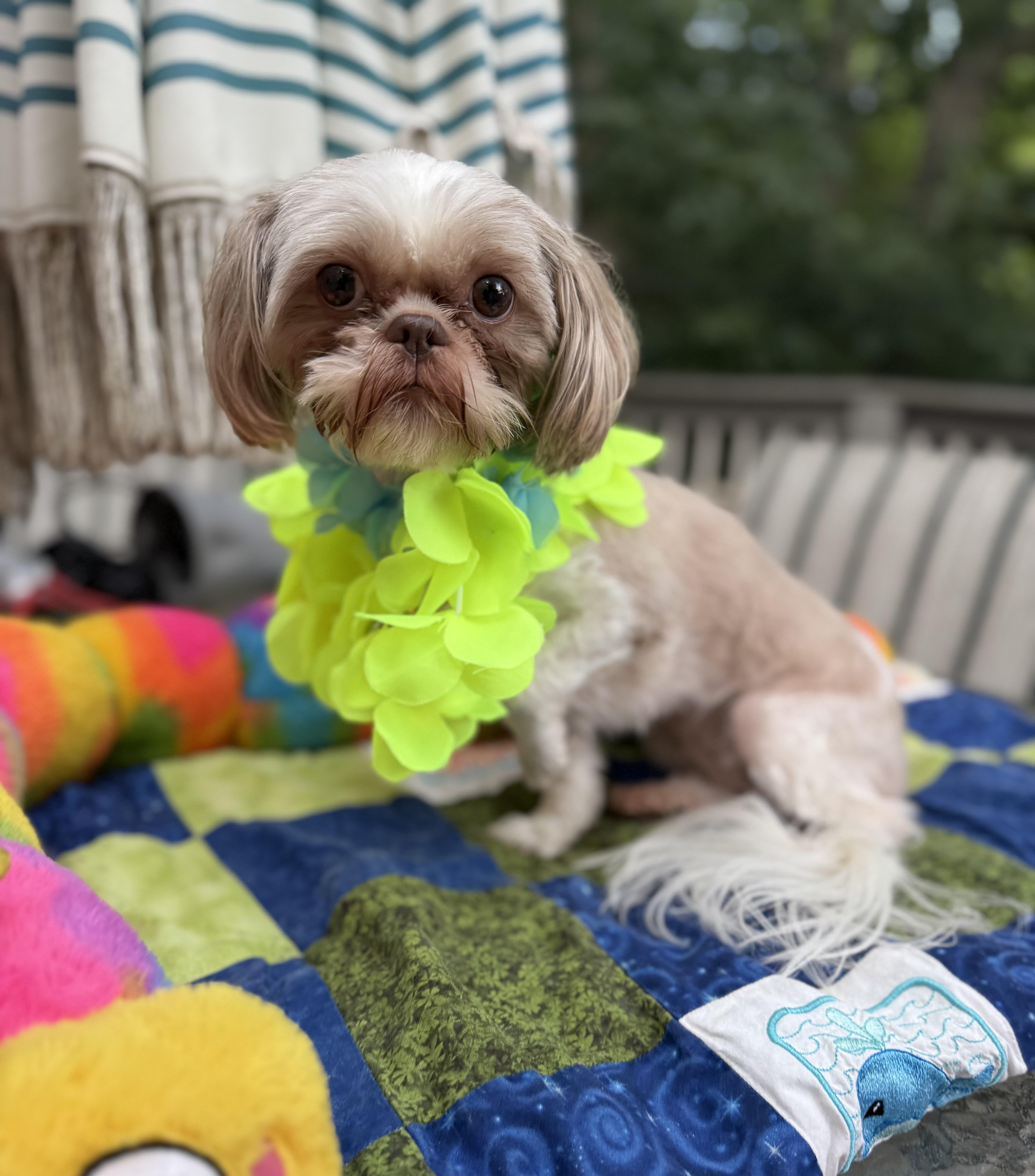 A young small-sized female White / Cream Shih Tzu dog named Bella for adoption in White Lake, MI