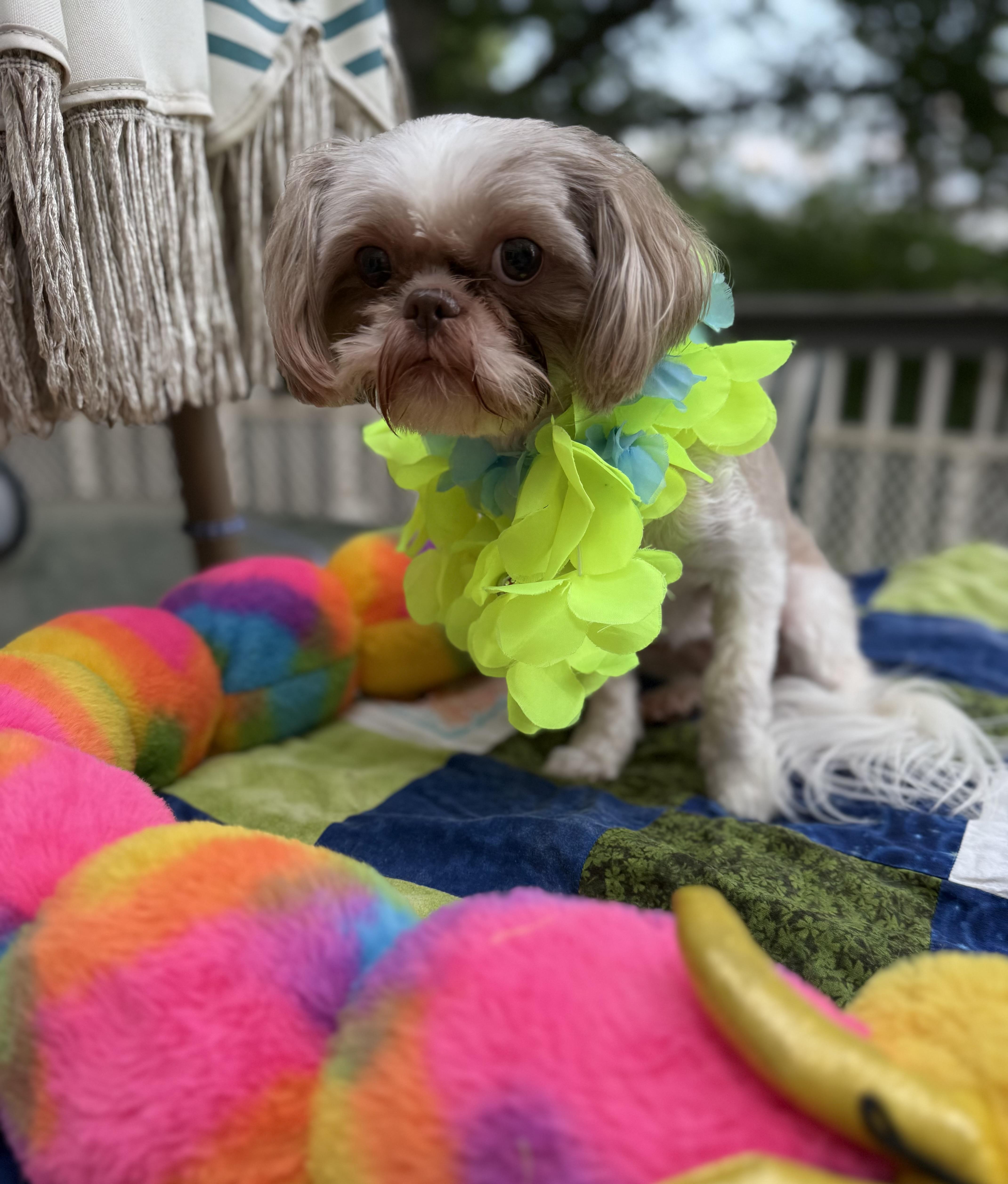 Bella thumbnail 3