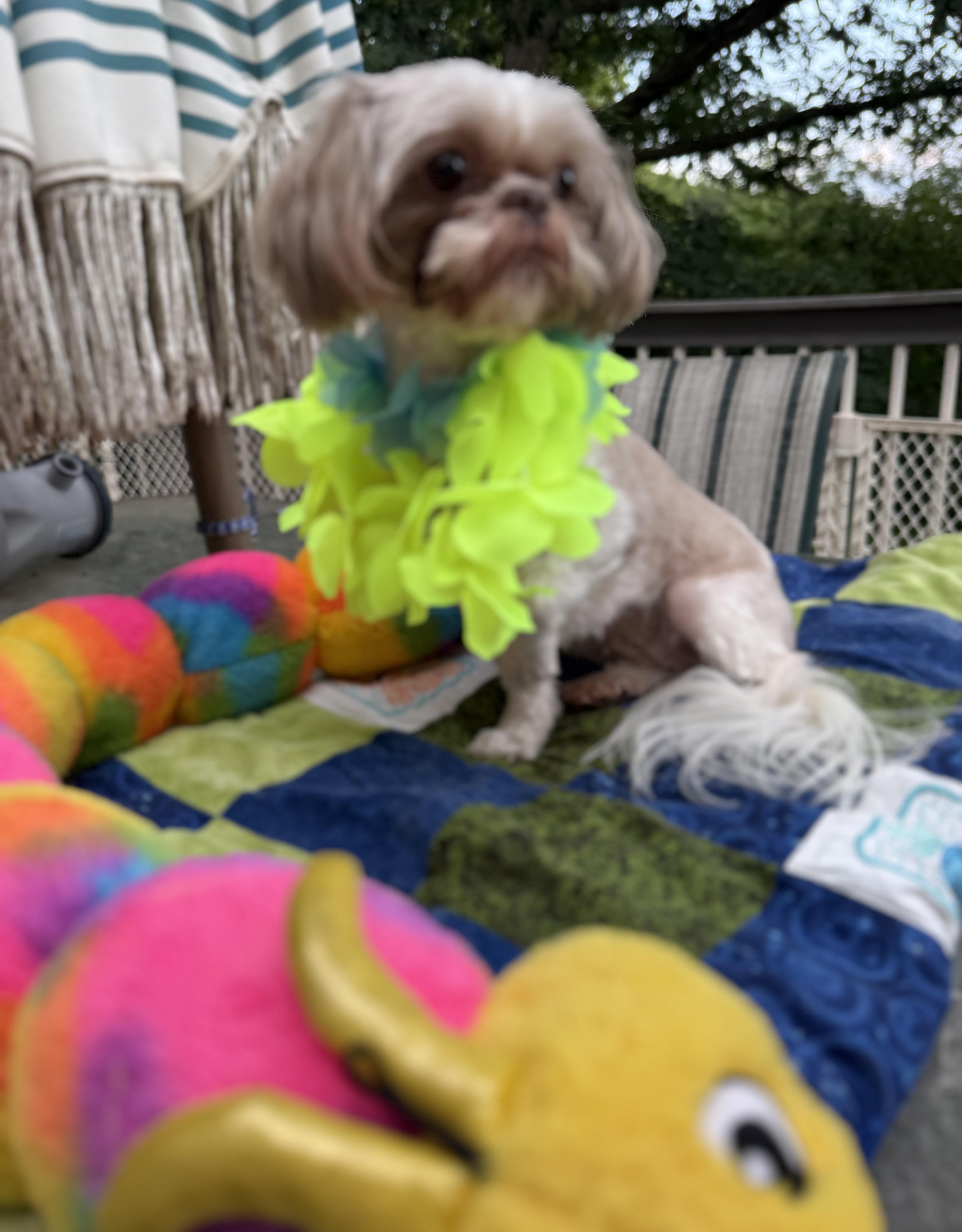 Bella thumbnail 5