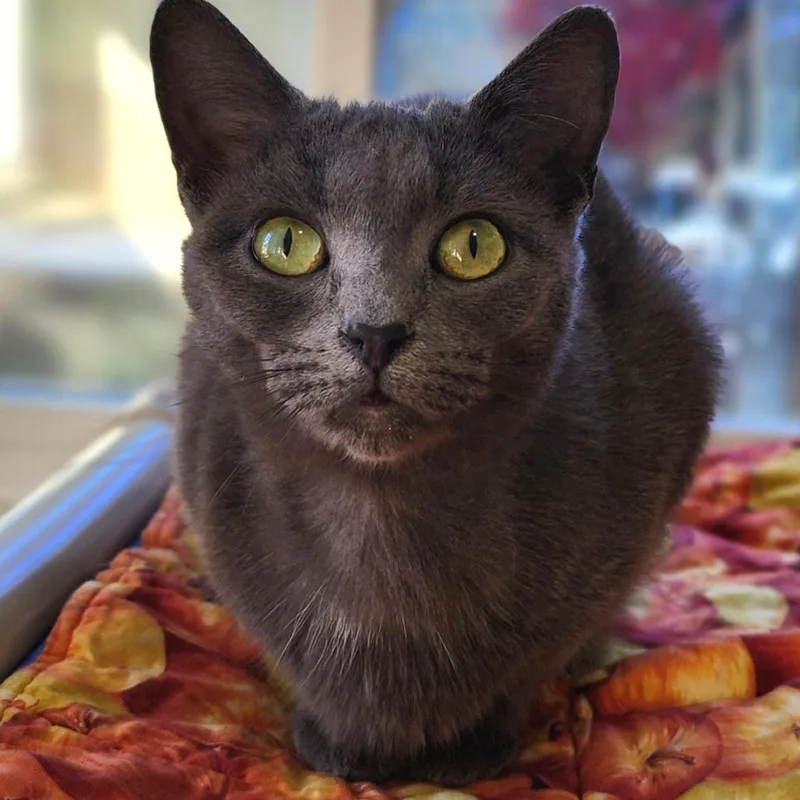 A young medium-sized female Gray / Blue / Silver American Shorthair cat named Rio for adoption in Columbus, NC