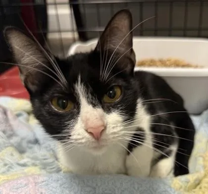 An adult small-sized female Domestic Short Hair cat named Scarlet for adoption in Lawrenceville, GA