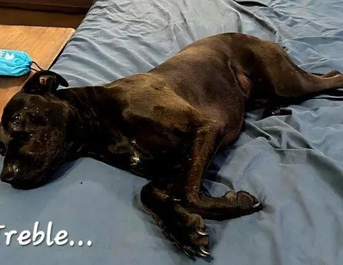 A young large-sized female Labrador Retriever dog named Treble for adoption in Tampa, FL