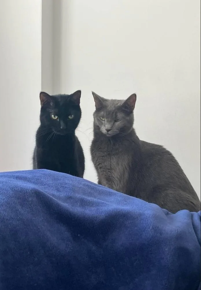 A baby small-sized female Domestic Short Hair cat named Sable for adoption in Chicago, IL
