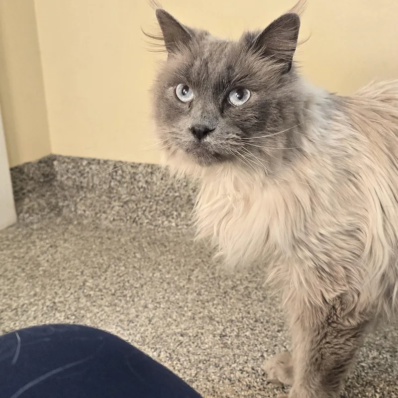 An adult large-sized female Seal Point Maine Coon cat named Cedar for adoption in Gunnison, CO