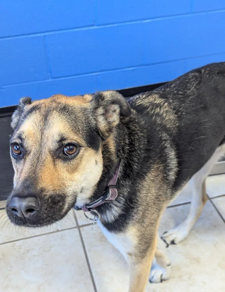 An adult medium-sized female Shepherd dog named Natalie for adoption in Logan, UT