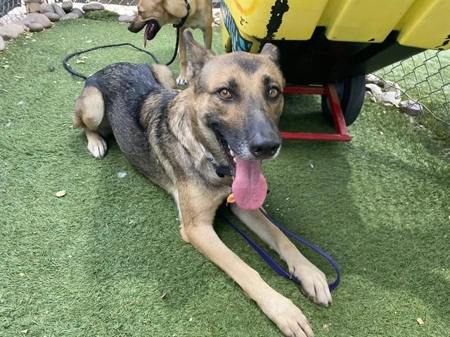 An adult large-sized female German Shepherd Dog dog named Mama Bear for adoption in Phoenix, AZ