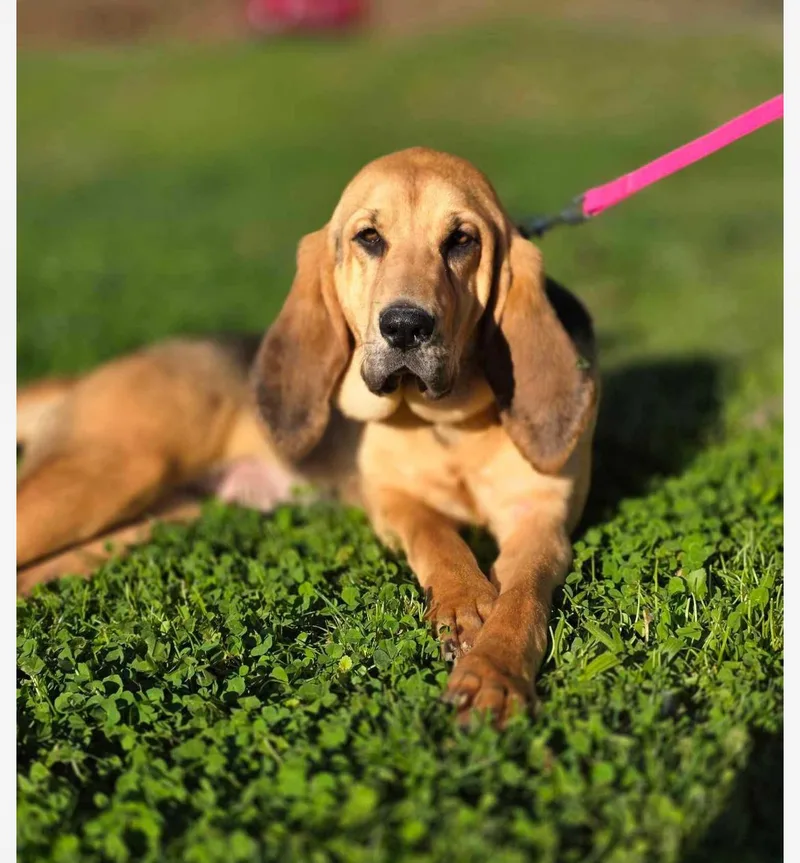 A young medium-sized female Golden Bloodhound dog named Winnie cs for adoption in Columbia, MD