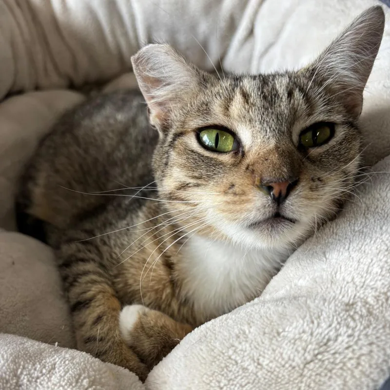 Tiger Lily thumbnail 2