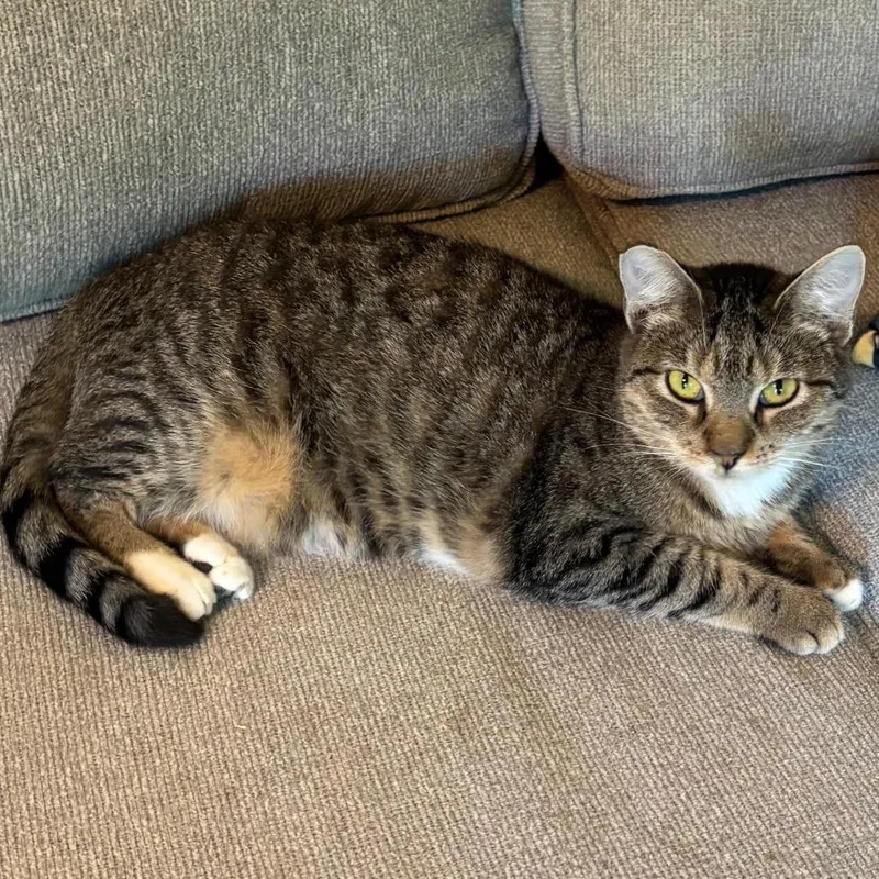 Tiger Lily thumbnail 3