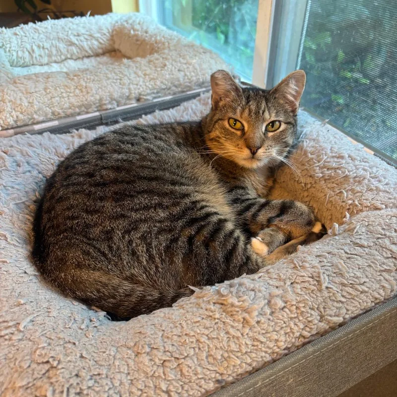 Tiger Lily thumbnail 4