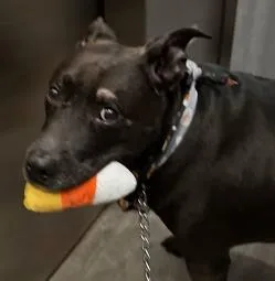A senior extra large-sized male Mixed Breed dog named Caviar for adoption in Chamblee, GA