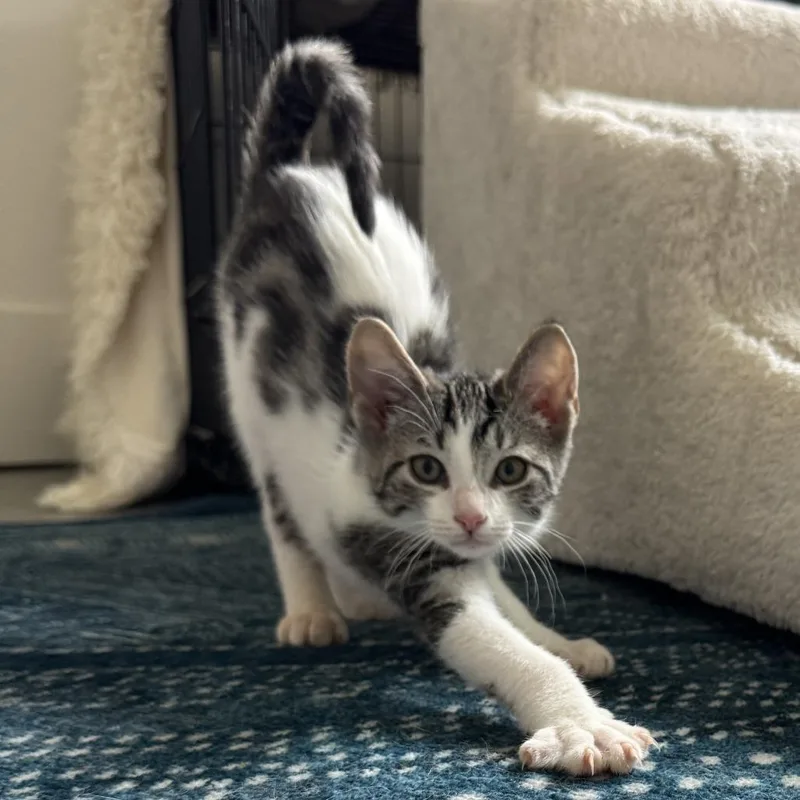 A baby small-sized male Gray / Blue / Silver Domestic Short Hair cat named Rumi for adoption in San Diego, CA