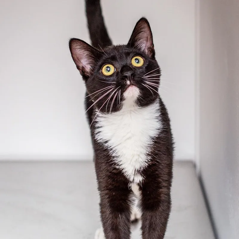 A baby small-sized male Black Domestic Short Hair cat named Rascal for adoption in Hattiesburg, MS