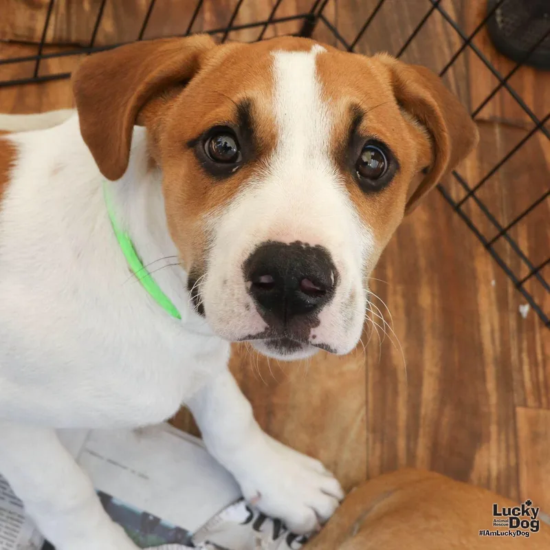 Greenbean thumbnail 2