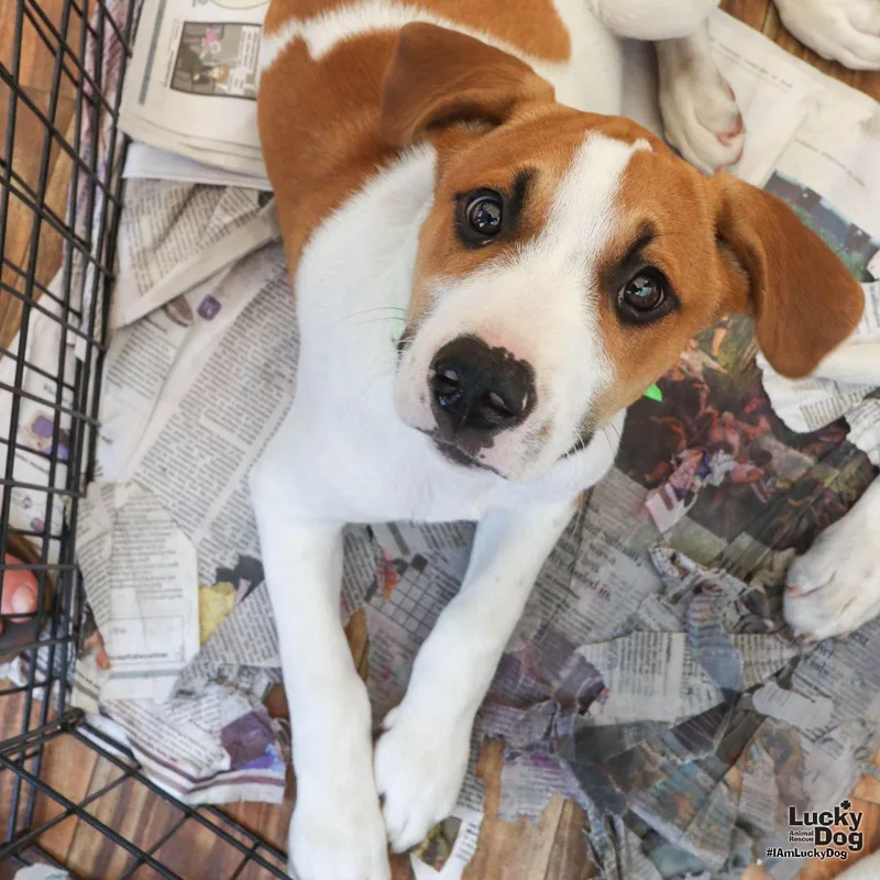 Greenbean thumbnail 3