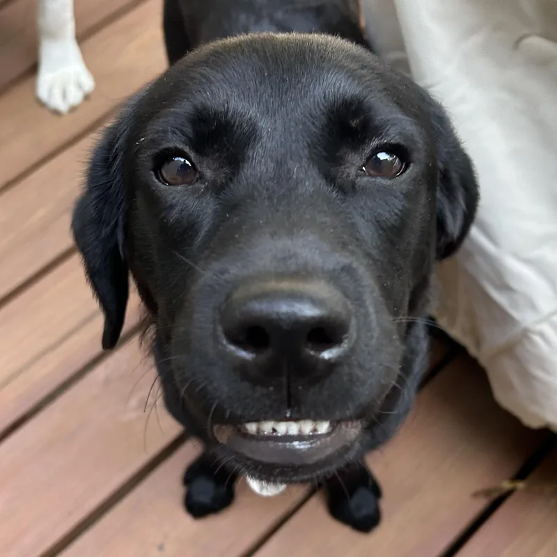 A young medium-sized female Black Labrador Retriever dog named Midnight for adoption in Warrington, PA