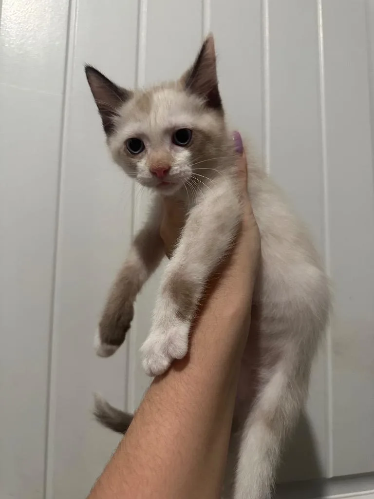 Athena