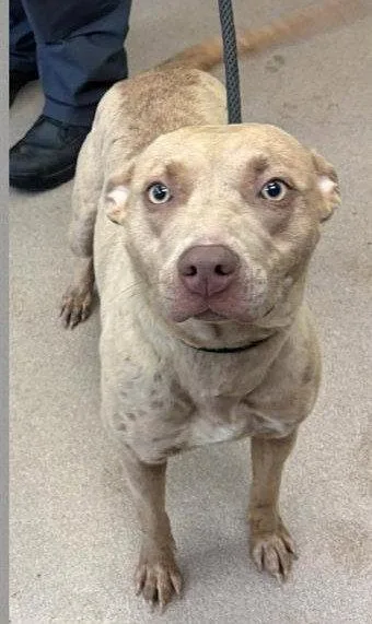 A young medium-sized female Pit Bull Terrier dog named Henna SCAS for adoption in Rockaway, NJ
