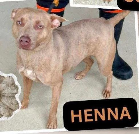 Henna SCAS thumbnail 2