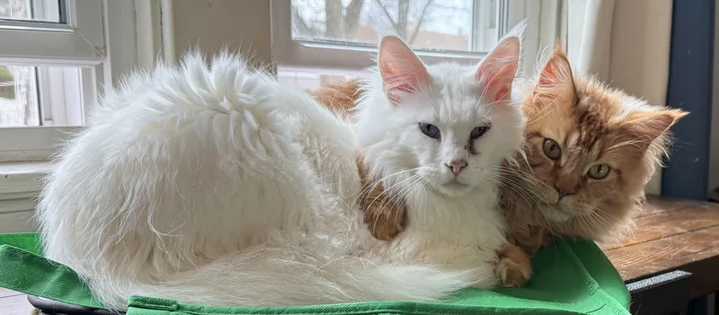 Willie & Lucky
