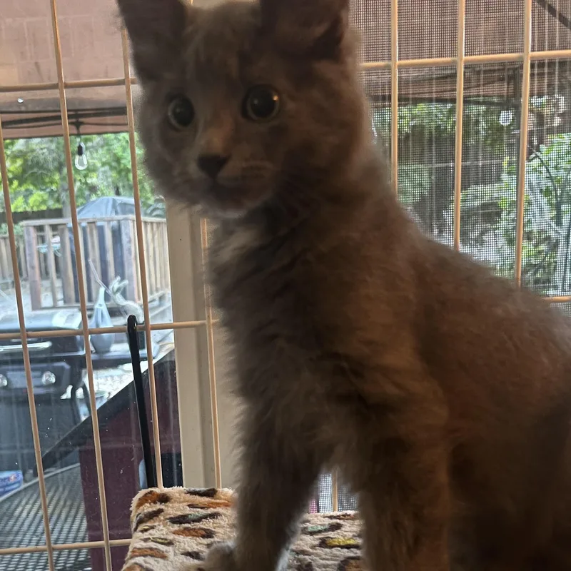 A young large-sized male Gray / Blue / Silver Domestic Long Hair cat named Tony M. for adoption in Sacramento, CA