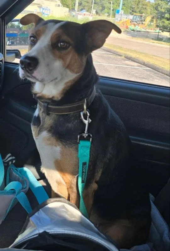 Bella
