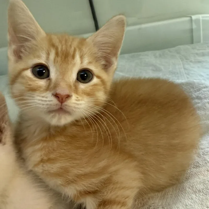 A baby small-sized female Orange / Red Domestic Short Hair cat named Jade Forest for adoption in Fredericksburg, VA