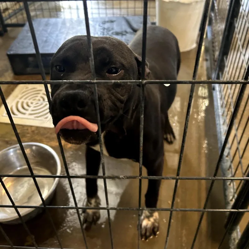 An adult medium-sized male Black Pit Bull Terrier dog named Sox for adoption in Dillon, SC