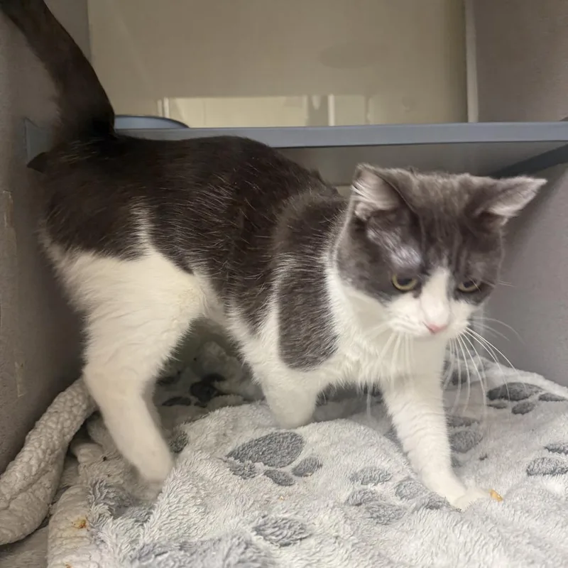 An adult medium-sized female Gray / Blue / Silver Domestic Short Hair cat named Sage for adoption in Colorado Springs, CO