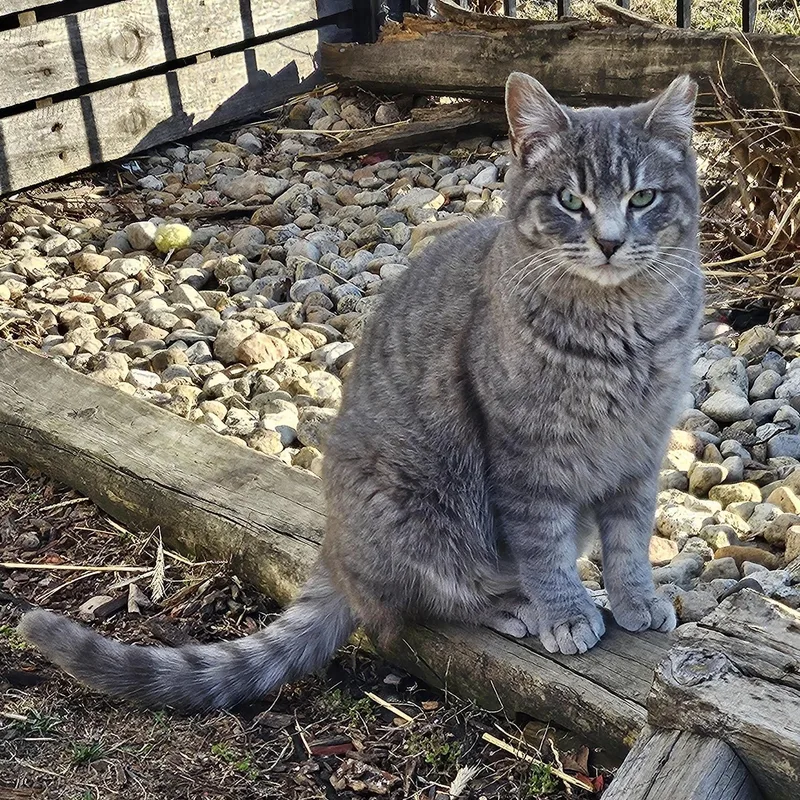 A young medium-sized male Tabby (Gray / Blue / Silver) Domestic Short Hair cat named Bubbles & Buttercup for adoption in CHICAGO, IL