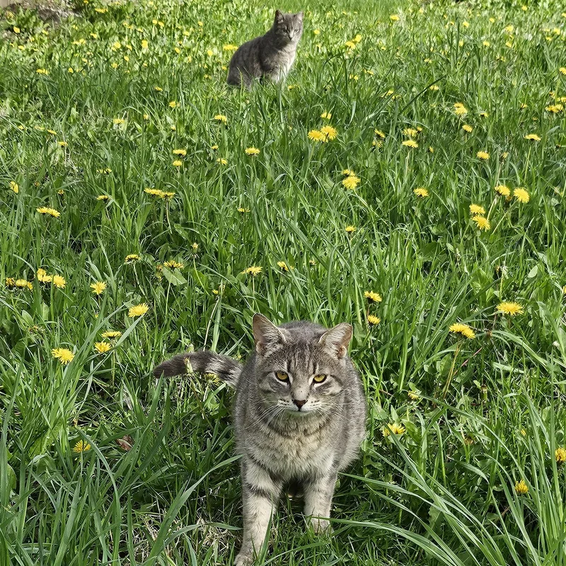 Bubbles & Buttercup thumbnail 4