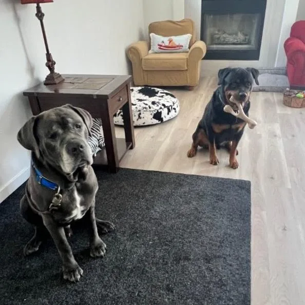 An adult extra large-sized male Gray / Blue / Silver Mastiff dog named Benny Binion for adoption in North Las Vegas, NV