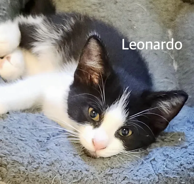 A baby medium-sized male Black & White / Tuxedo Domestic Short Hair cat named Leonardo for adoption in Owasso, OK
