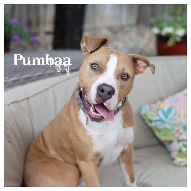 A young large-sized male Brown / Chocolate Terrier dog named Pumbaa for adoption in Sioux Falls, SD