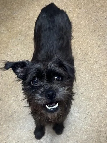 An adult small-sized female Terrier dog named Bella for adoption in San Antonio, TX