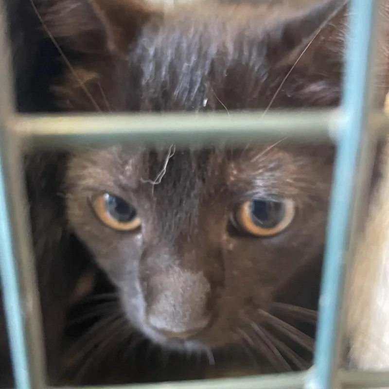 A baby small-sized female Black Domestic Short Hair cat named Kuromi for adoption in Gloucester, VA