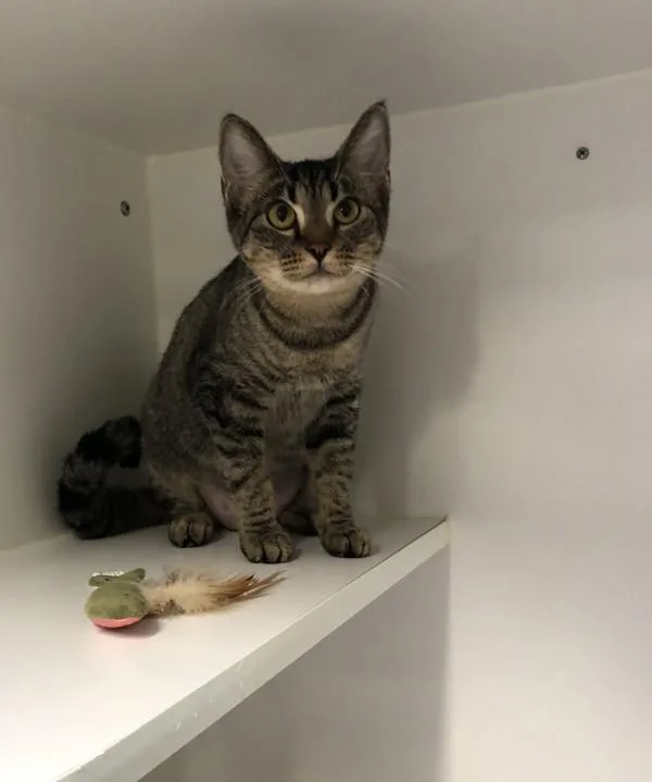 Working Cat Leo