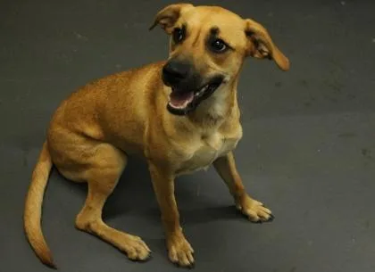 A young medium-sized female Black Mouth Cur dog named Heidi for adoption in Picayune, MS