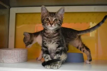 A young medium-sized female Domestic Short Hair cat named Augusta for adoption in Kansas City, MO
