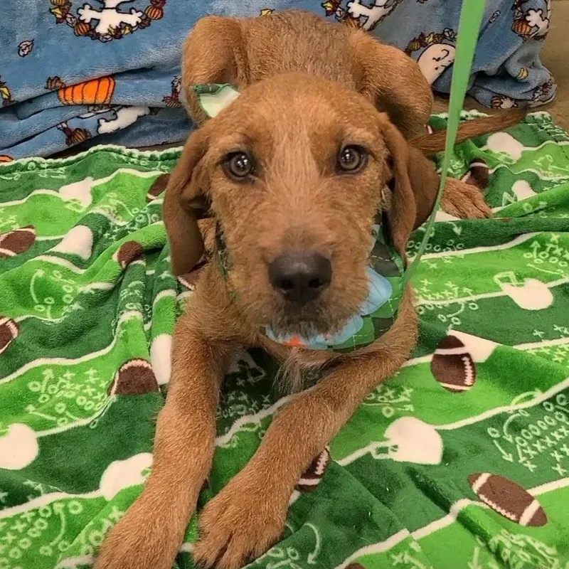 A young medium-sized female Labrador Retriever dog named Luna for adoption in Woolwich, ME