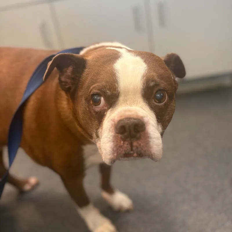 A senior medium-sized male Brown / Chocolate Boston Terrier dog named Hercules for adoption in Allentown, PA