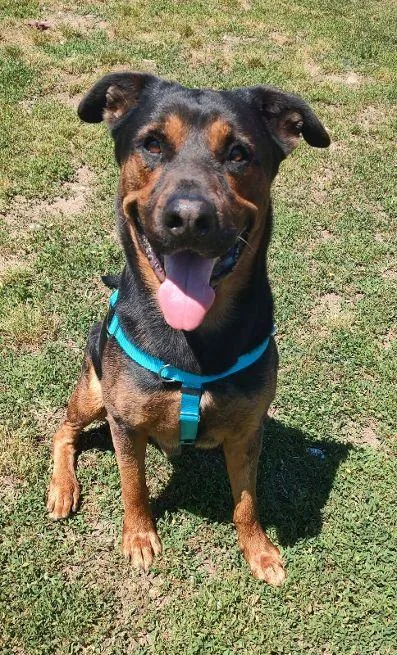 An adult large-sized male Black Rottweiler dog named Chip for adoption in Cape May Court House, NJ