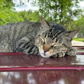 An adult large-sized male Tabby (Brown / Chocolate) Domestic Short Hair cat named Hank for adoption in Houston, TX