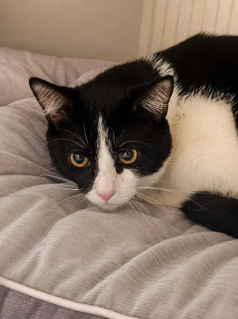 An adult medium-sized male Black & White / Tuxedo Domestic Short Hair cat named Roman for adoption in Elyria, OH